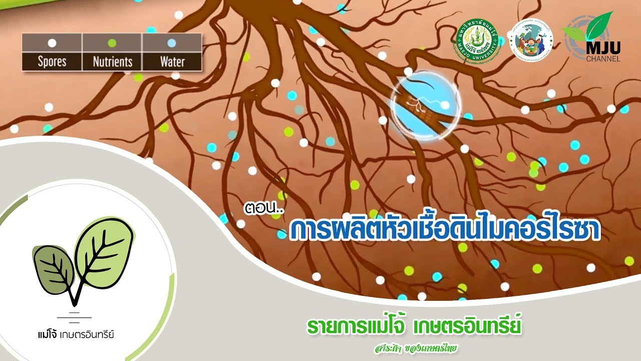 การผลิตหัวเชื้อดินไมคอร์ไรซา | สปอร์เร่งพืชโตไว เพิ่มพื้นที่ผิวรากพืชในการดูดน้ำและธาตุอาหาร