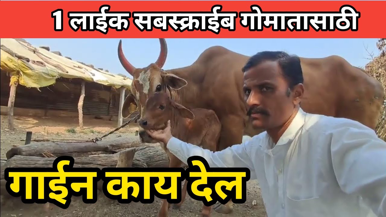 गाई ईली काय देल 😇 व्यंकटेश कपाटे