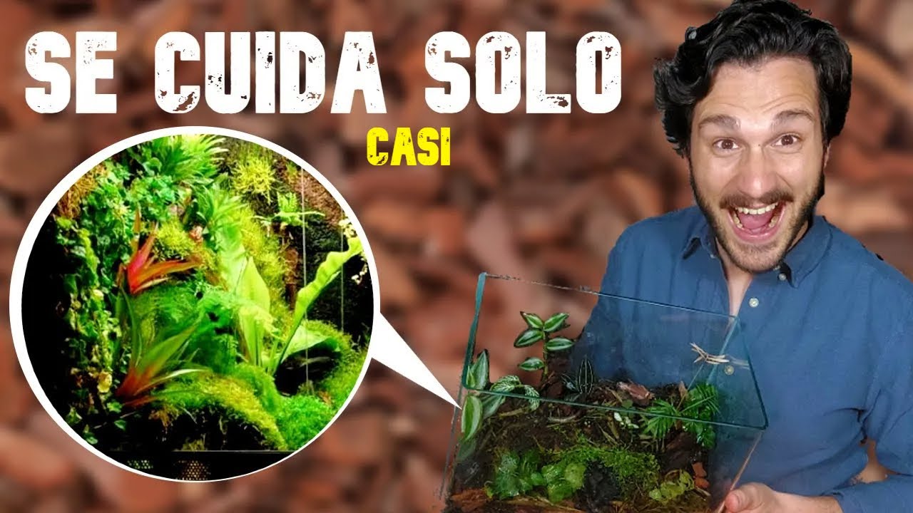 Cómo hacer un TERRARIO CASERO  🍀 Terrario paso a paso