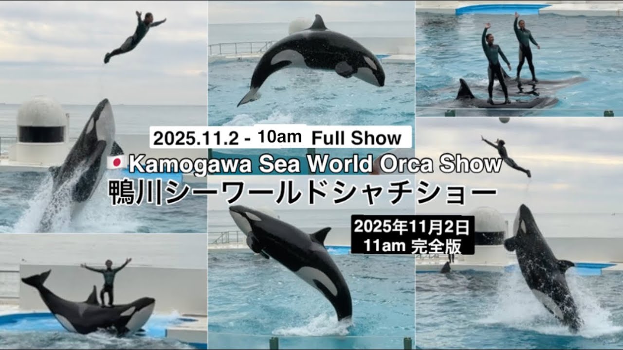 【2025.11.2 - 10am】 (Japan) Kamogawa Sea World Orca Show 鴨川シーワールドシャチショー Full Show 完全版