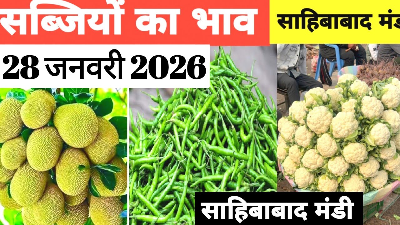 28 January 2026 🥬🫑 🥦 सब्जियों का भाव साहिबाबाद मंडी | today vegitables rates #mandirates 