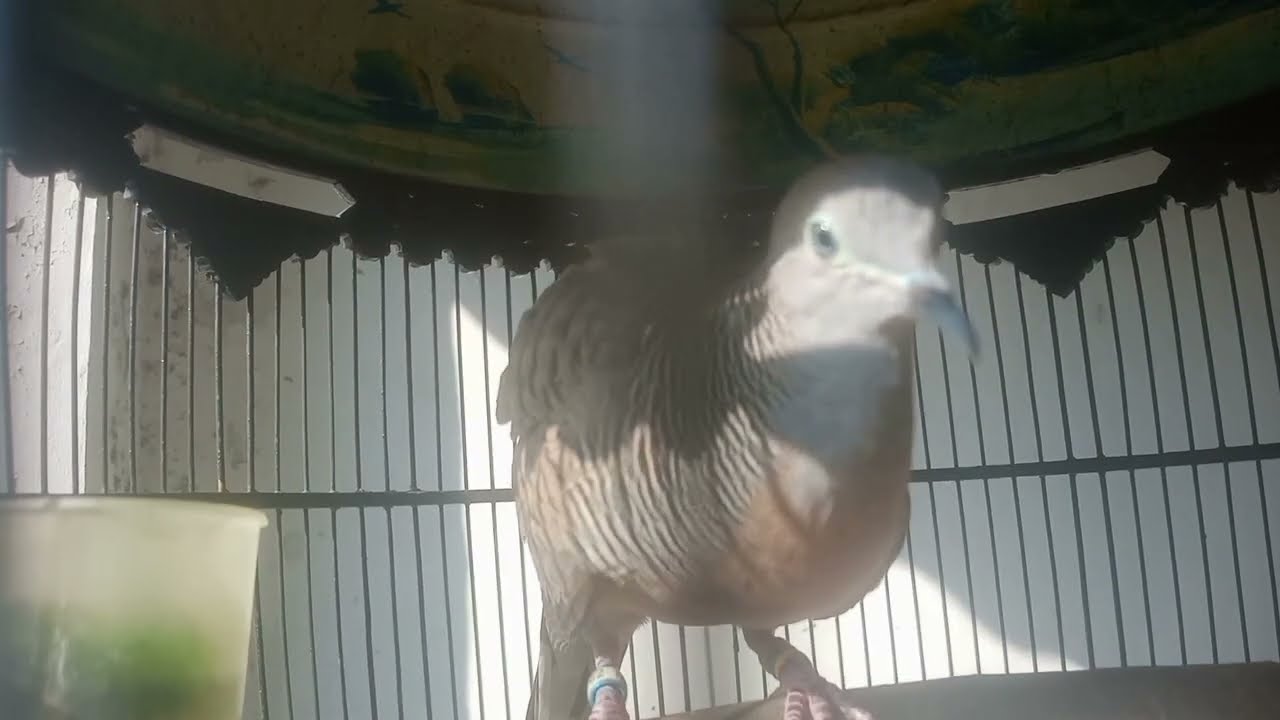 PANCINGAN SUARA BURUNG PERKUTUT BANGKOK MANGGUNG GACOR