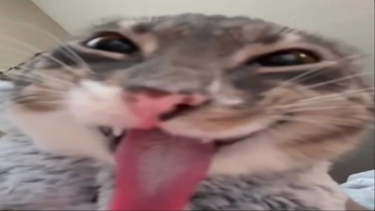 TRY NOT TO LAUGH CHALLENGE EXTREME EDITION V20
