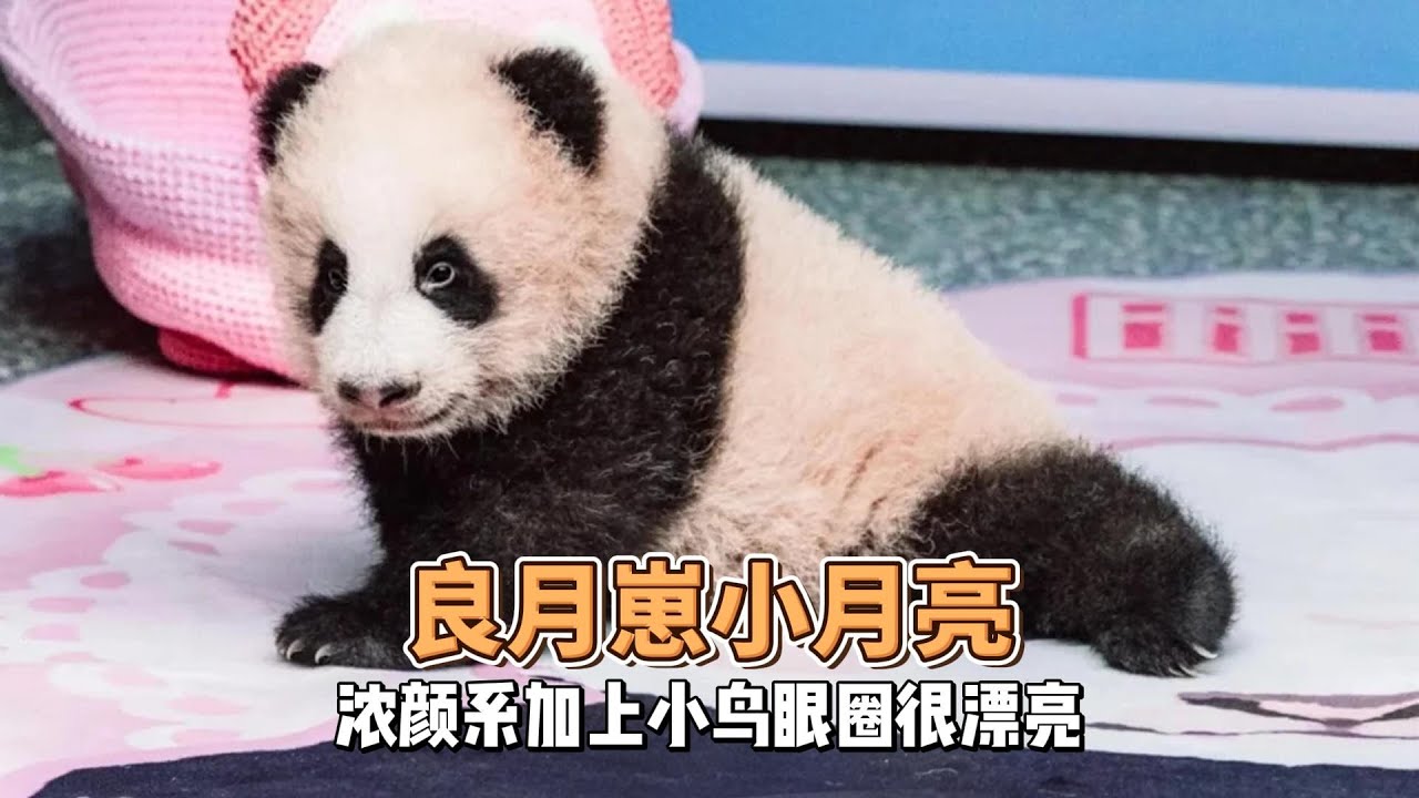 今天是小月亮百天首次亮相，小家伙被胖妹照顾的很好，小月亮可是个浓颜系