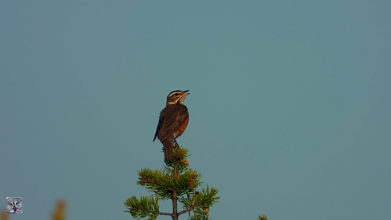 #Redwing song,R&oslash;dvingetrost,#Белобровик,#Grive mauvis,#Koperwiek,#Rotdrossel,Turdus iliacus,Droździk