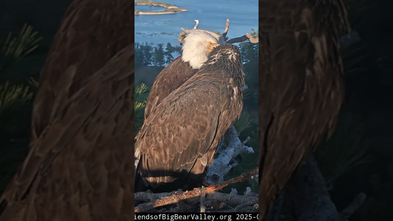 Jackie snoozing, chilling with Gizmo | 6.2.25 #eagle #wildlife #birds #baldeagle #eaglets #shorts