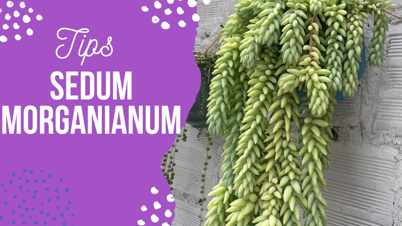 El SECRETO de un Sedum MORGANIANUM  hermoso en tu jardín