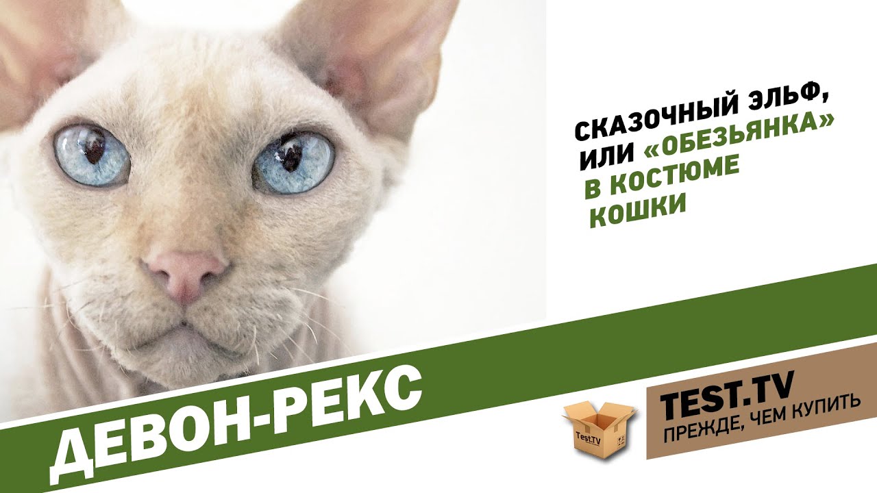 TEST.TV:  Девон-рекс кошка похожая на Йоду.
