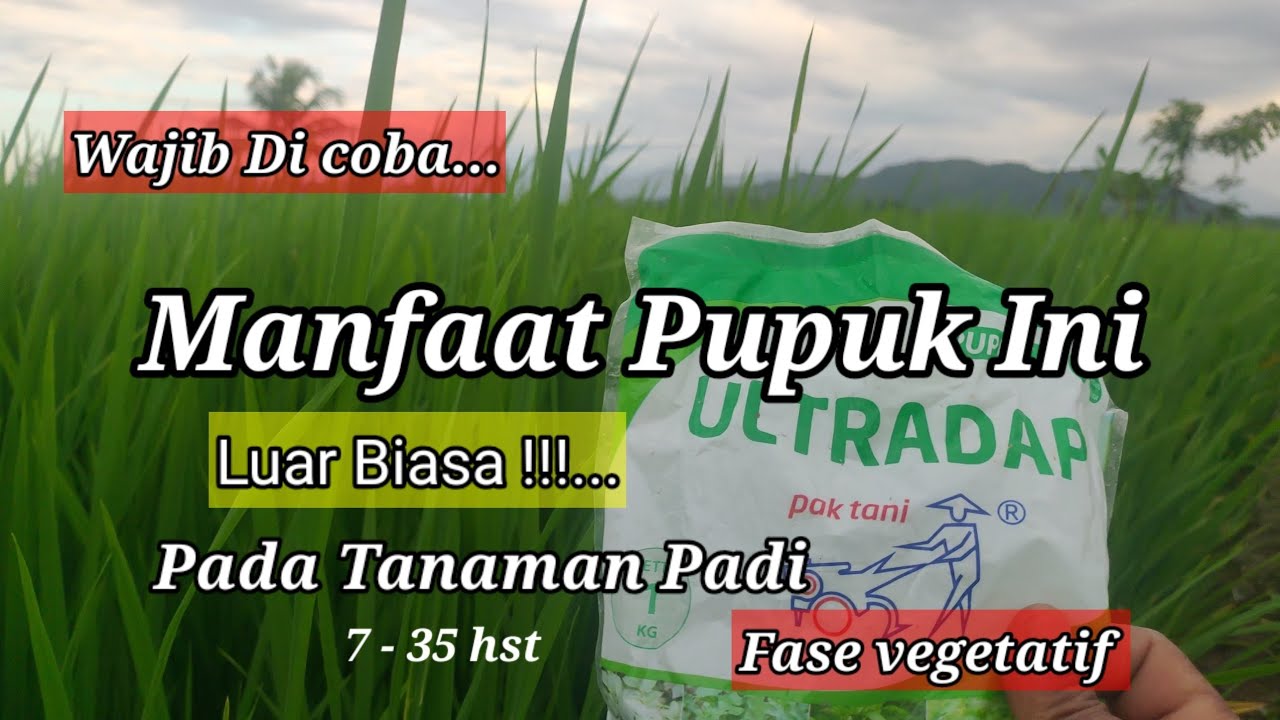 Manfaat Pupuk Ultradap Pada tanaman Padi di umur 7 Hari Sampai Umur 35 Hari || Padi Bima Sakti