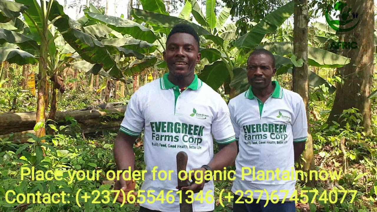 Plantain Farming in Cameroon.#trending. He would make you believe in farming . Just released today.