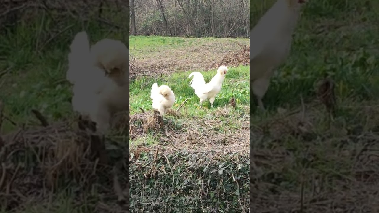 #shorts le #galline padovane sono le galline appena uscite dalla #parrucchiera #animals