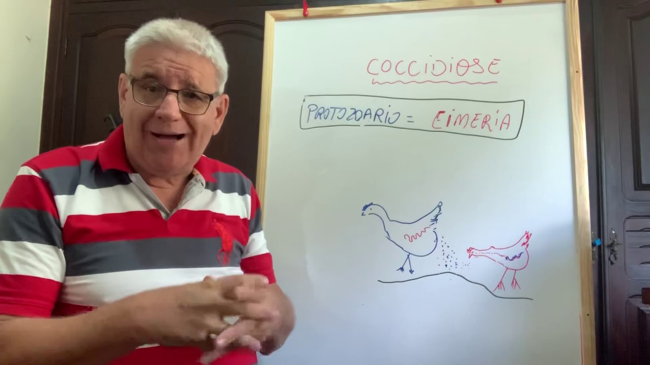 Coccidiose - Como diagnosticar e tratar Coccidiose nas aves.
