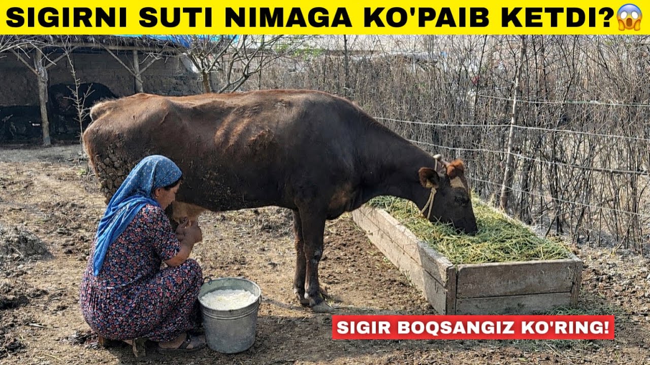 БУ СИРНИ АЙТМАСАМ БУЛМАЙДИ!😱 ЭНДИ СИГИРЛАРИЗДАН КЎП СУТ ОЛАСИЗ!