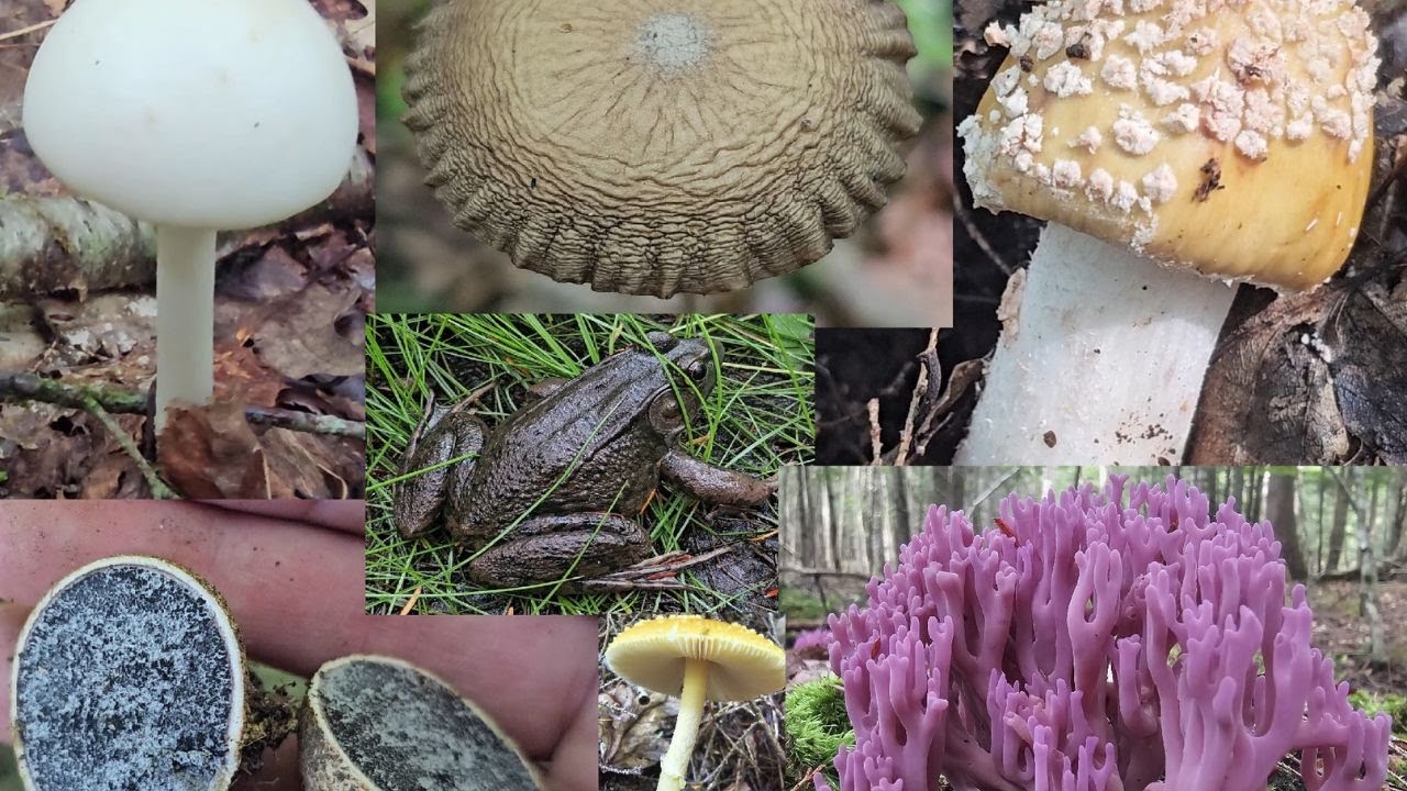 Mushroom hunting in August! (Northern Maine)