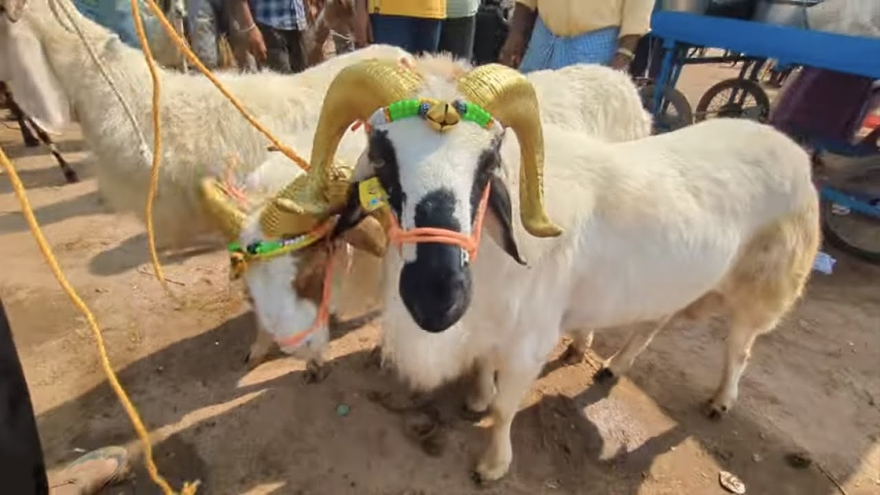 Bangalore magadi goat and sheep market nearing bakrid May 3 2025 with price | ಮಾಗಡಿ #sale #amingad