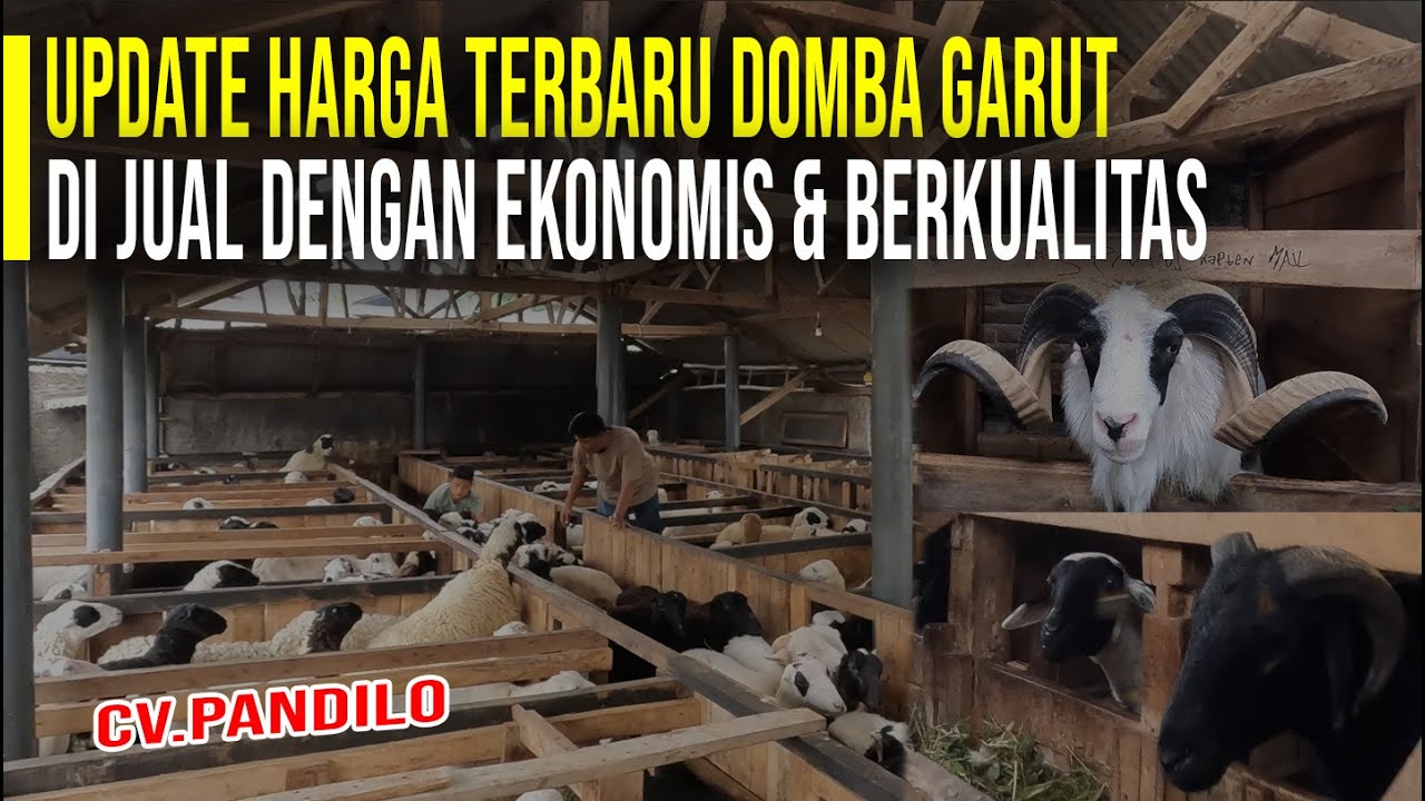 REVIEW HARGA DOMBA GARUT DI CV PANDILO FARM