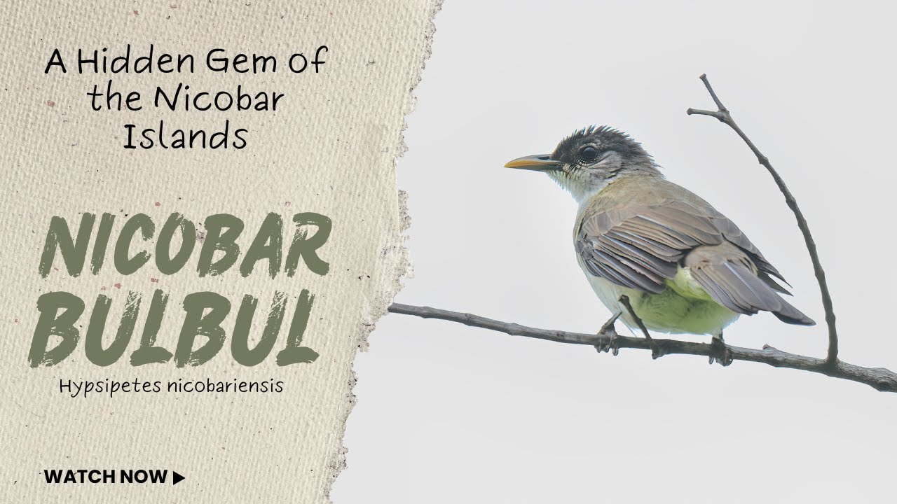 Nicobar Bulbul – A Hidden Gem of the Nicobar Islands 