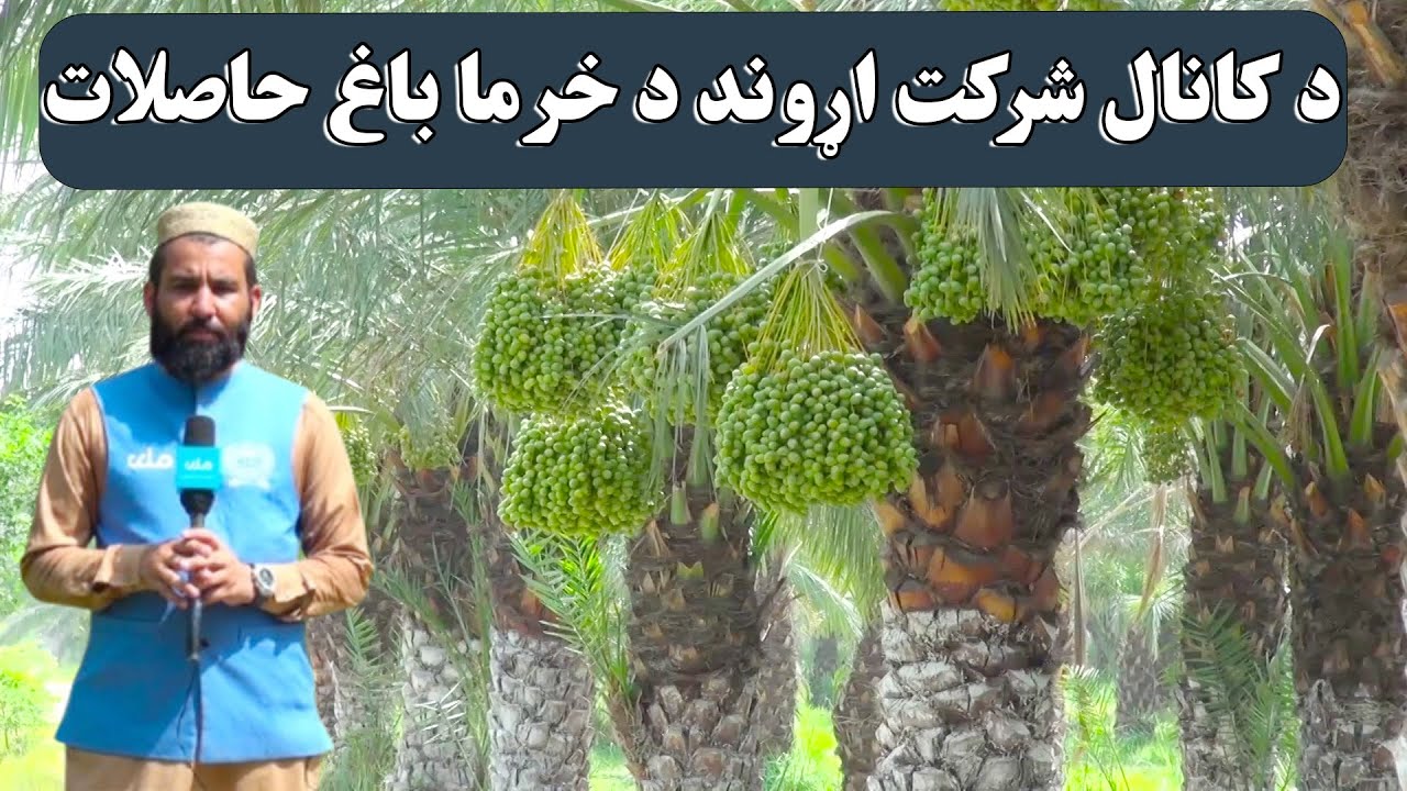زما هېواد | ننګرهار کې د کانال شرکت اړوند د خرما باغ حاصلات