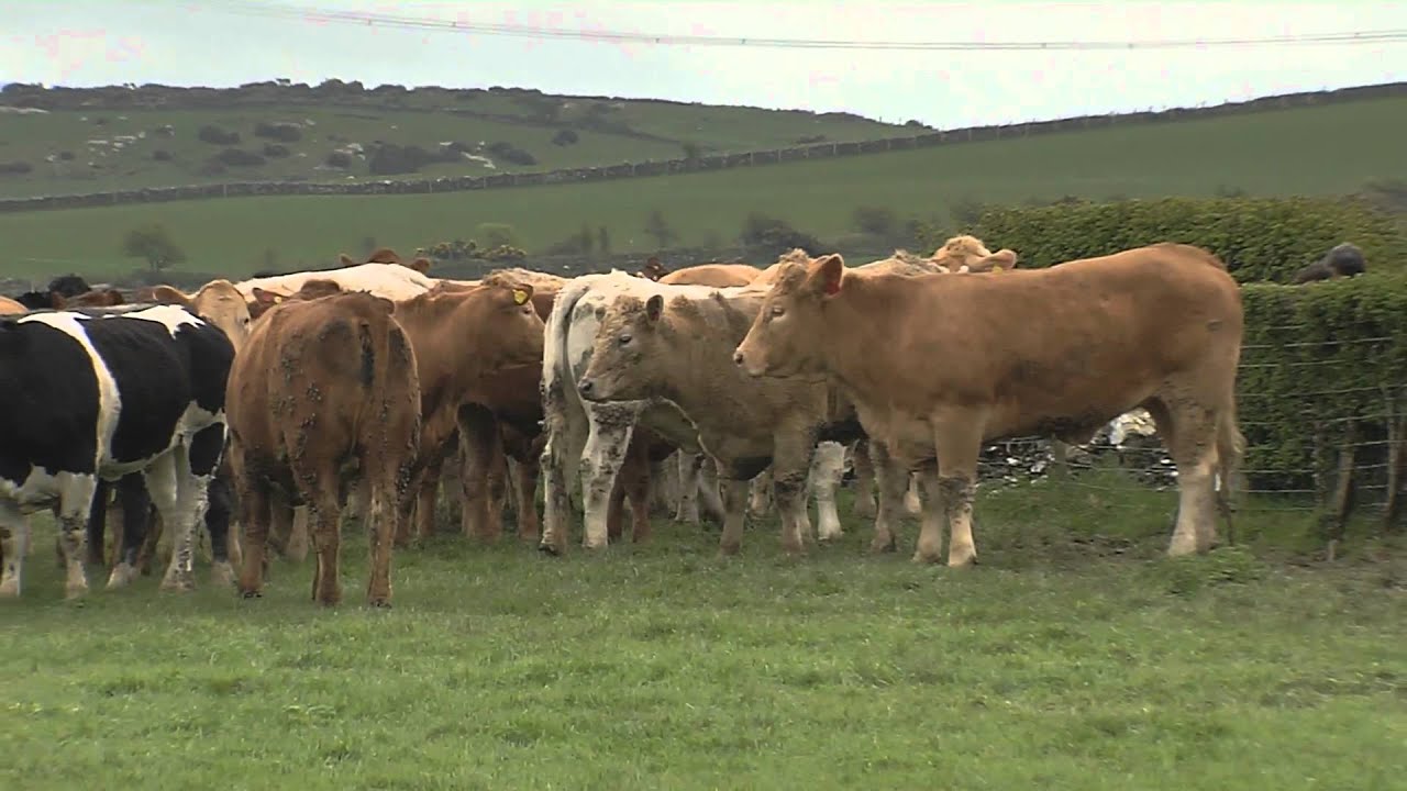 Elfed Hughes - Bwchanan