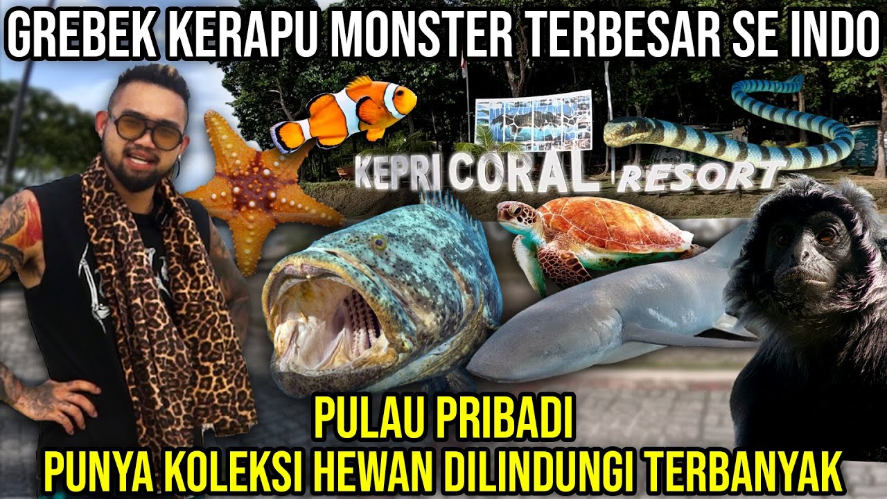 GREBEK KERAPU MONSTER TERBESAR SE INDO, PULAU PRIBADI PUNYA KOLEKSI HEWAN DILINDUNGI TERBANYAK. KPC