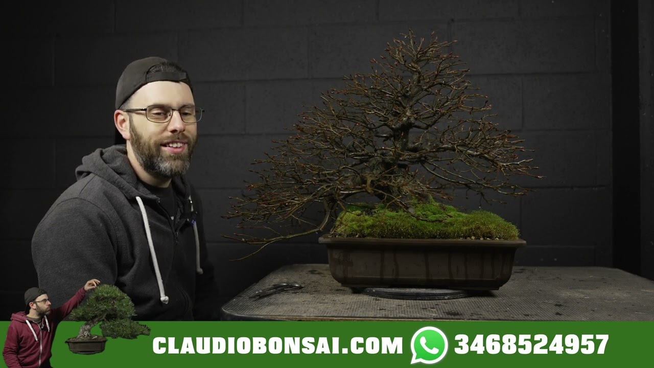 LAVORI DI MARZO SUL BONSAI