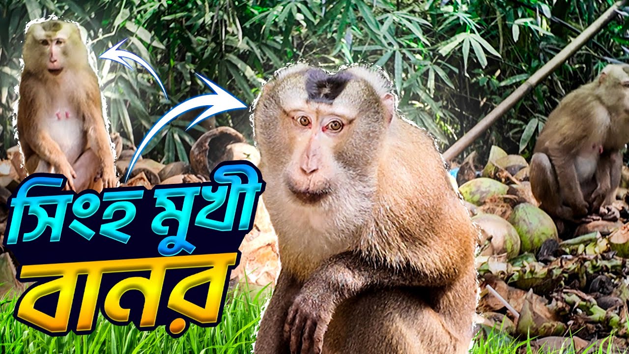 লাউয়াছড়া বনের সিংহ মুখী বানর | Lawachora Forest | Info Hunter