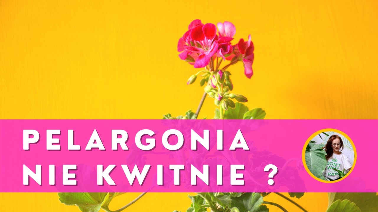 Dlaczego pelargonia NIE KWITNIE? Dlaczego PELARGONIA ma mało kwiatów, żółknie?