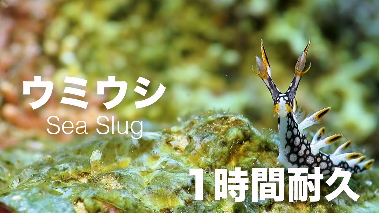 かわいいウミウシ動画 1時間耐久 ヒオドシユビウミウシver