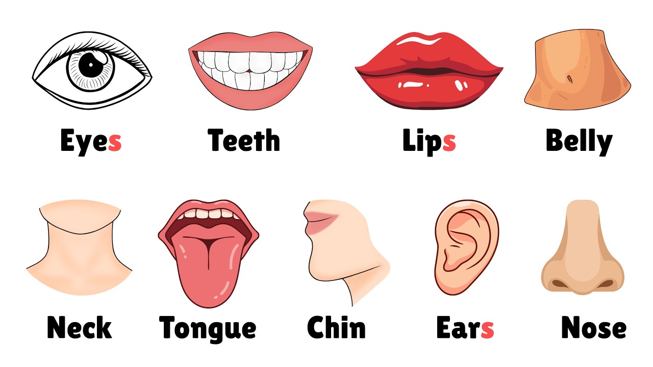 60+ Parts of Body Name in 4 Minutes  | Human Body Parts with Pictures