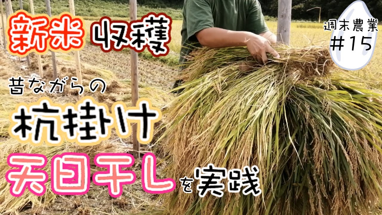 ▶︎【稲刈り新米収穫】昔ながらの杭掛けと天日干し実践！