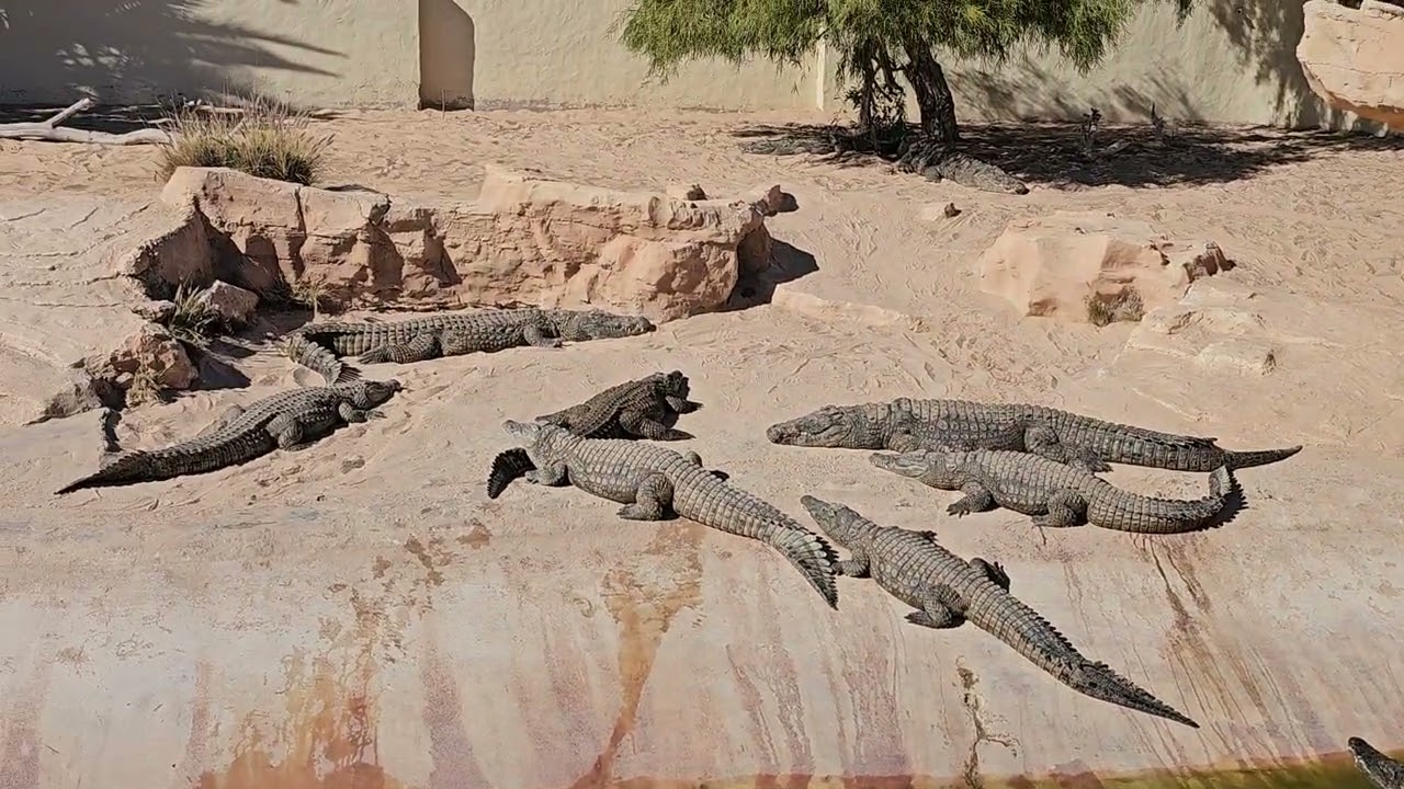 Djerba - Crocodile  Farm