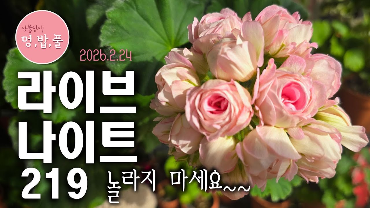 멍밥풀,라이브 나이트219.놀라지 마세요