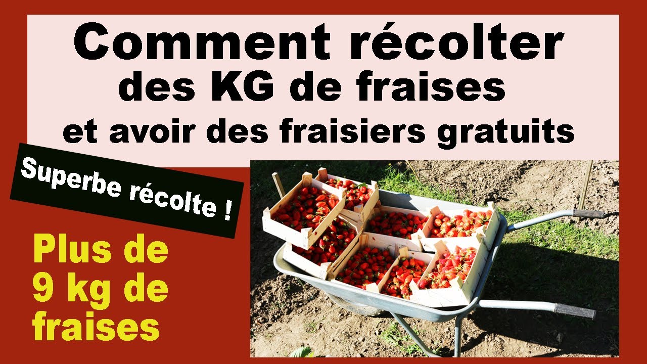 Comment planter, cultiver et récolter plus de 1 kg de fraises par m² et plants de fraisiers gratuits