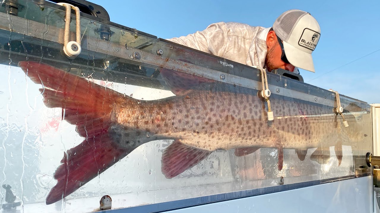 The LARGEST PREDATOR in the Lake!!