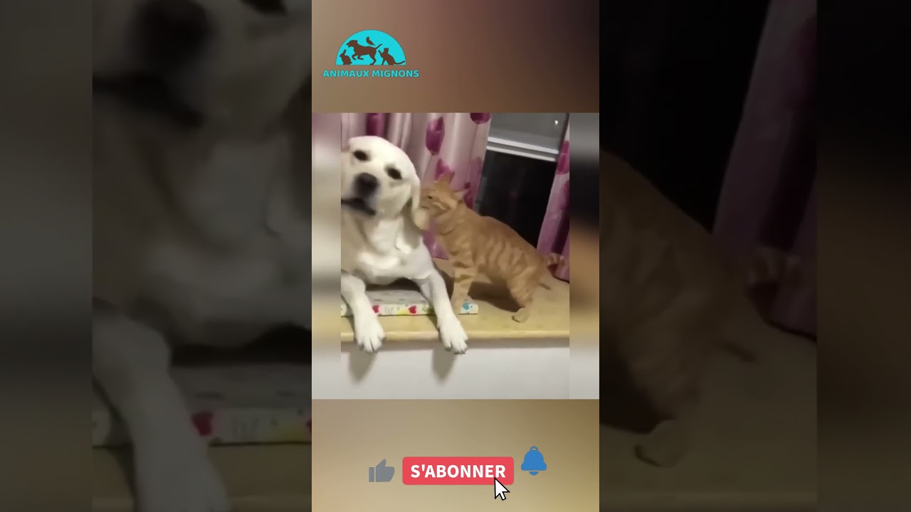 short animals drole and cute 2025 Fous Rires Animaux: Compilation Drôle! 🐾😂 
