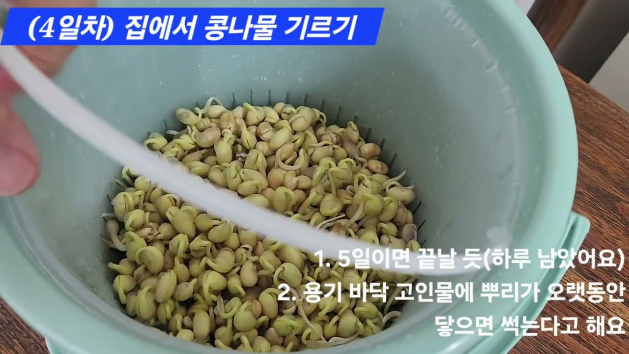 (4일차) 국산콩으로 성장촉진제 넣지 않고 콩나물 기르기 도전