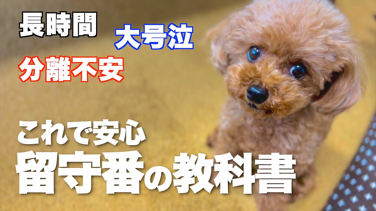 愛犬の留守番を安心・安全にする方法【しつけ・長時間・分離不安・涙・大号泣】