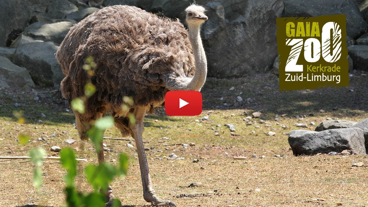 GaiaZOO: de struisvogel