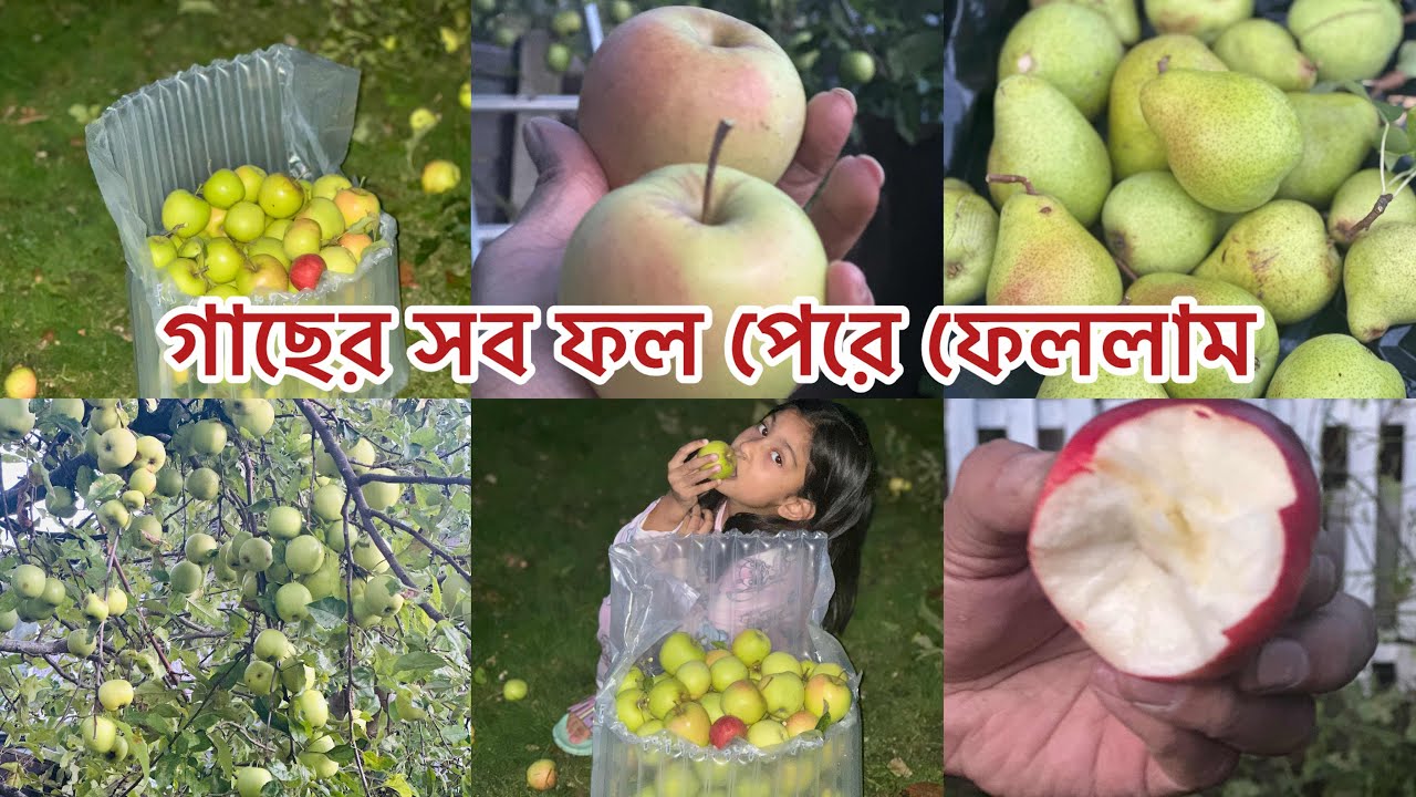 গাছের সব ফল পেড়ে ফেললাম কত মানুষ খেতে পায় না আর এখানে নিচে ফল পড়ে থাকে খাওয়ার মানুষ থাকে না। 