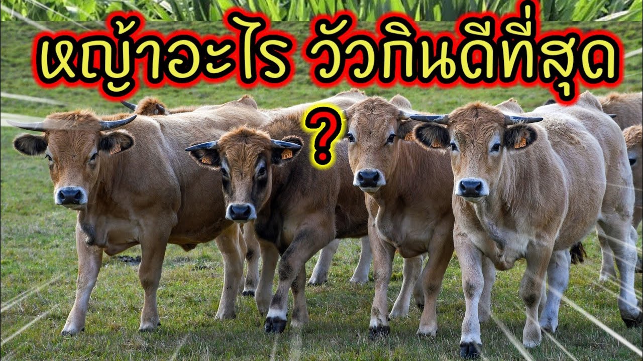 5 อันดับหญ้าเลี้ยววัวที่ดีที่สุด