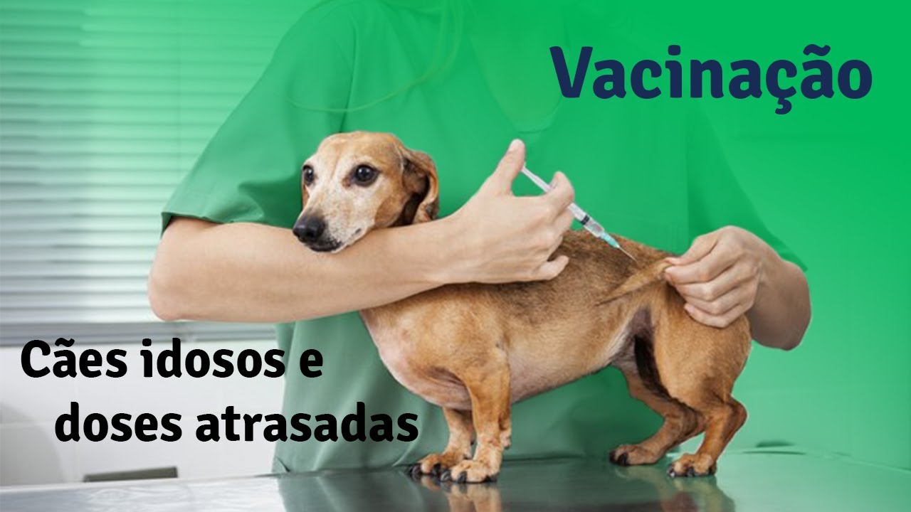 #ep.3 VACINA&Ccedil;&Atilde;O - Vacinas em c&atilde;es idosos e doses atrasadas