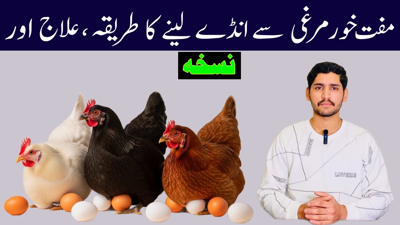 How to Get Daily Eggs Desi Hens | Signs, Condition | 100% Working Desi Formula for Eggs Laying Hens