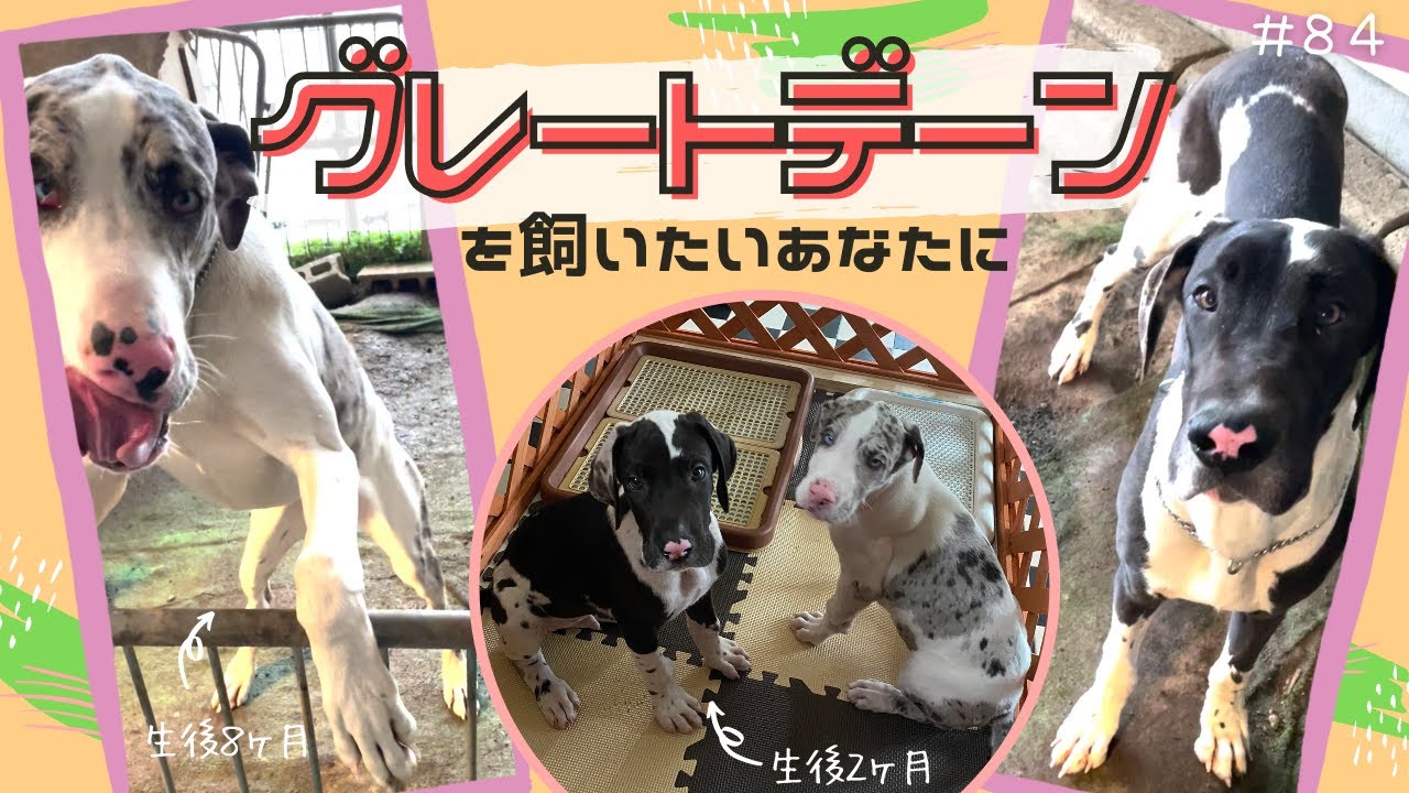 【グレートデーン】飼いたいあなた。観てください。