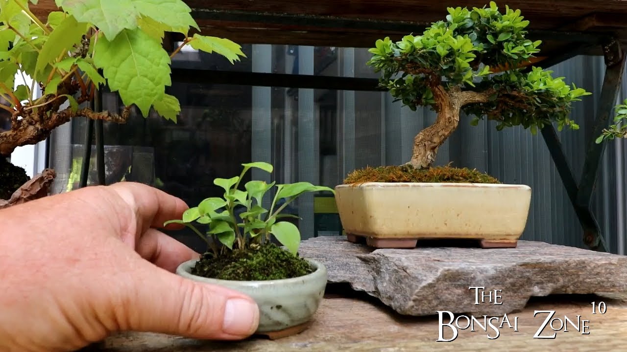 Boxwood Bonsai, a Summer Garden Tour, The Bonsai Zone, July 2023