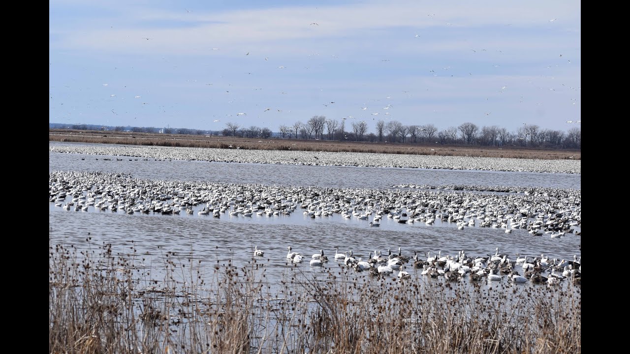 Loess Bluff   Snow Geese Part 2  #migratingbirds  #loessbluff