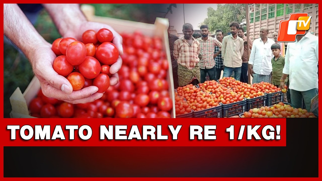 Tomatoes Sold At Nearly Re 1 Per Kg In Odisha! Farmers Face ‘Distress Sale’