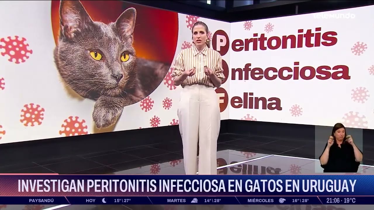 Estudio uruguayo sobre Peritonitis Infecciosa Felina (PIF) seco y métodos diagnósticos