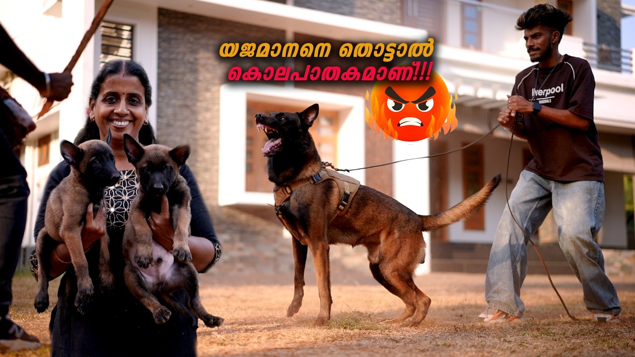 മുന്നിൽ പെട്ടാൽ ഓടിക്കോ കണ്ടം വഴി || Vickies Greeny