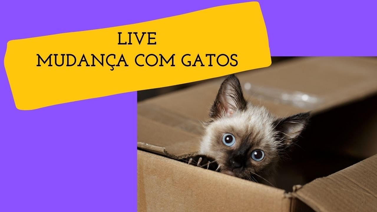 MUDAN&Ccedil;A COM GATOS, COMO FAZER?