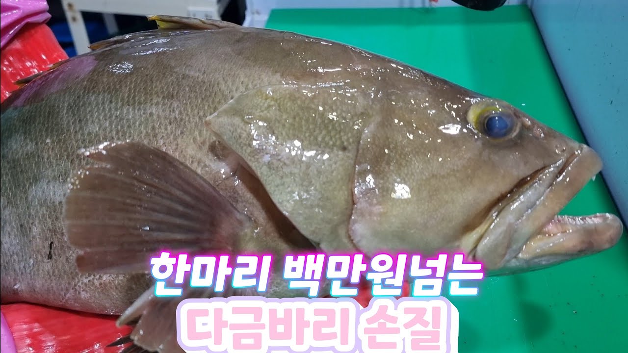 한마리 백만원이 넘는 자연산 다금바리 손질 풀영상..#sashimi